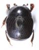 Saprinus lautus